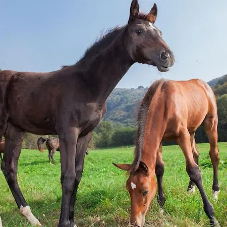 Hostal Del Quadrifoglio *