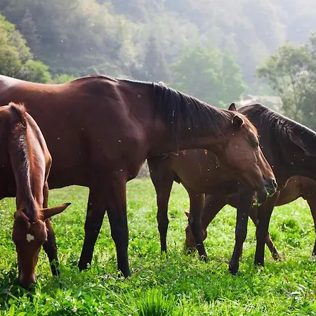 Del Quadrifoglio Hostal Ameno